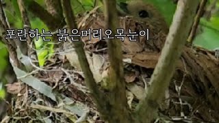 붉은머리오목눈이 (뱁새)의 포란