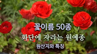 화단에 자라는 외래종 꽃 50종 원산지와 특징