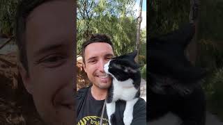 Resumimos este increíble 2023 con el gato que pasea por la calle #gato #paseo #naturaleza #playa #20