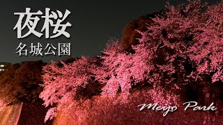 名城公園 夜桜見物 名古屋城周縁 散歩 Meijyo Park night walk