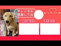 【トイレのふた開けちゃう子向け】ペットシーツを噛むのをやめさせる方法part2【子犬 しつけ】