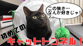 IKEAの格安キャットトンネル！使ってみたら大興奮！！