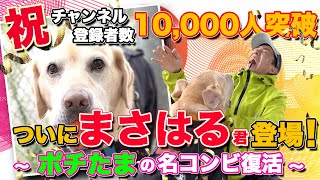 【神回！まさはる君登場！】ポチたまで大活躍した旅犬まさはる君がついに登場！松本秀樹との名コンビが復活！登録者数10,000人突破！！