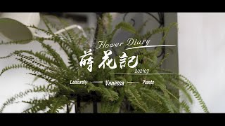 蒔花記 第三日 | Flower Diary Day 3 | 旅人蕉 Traveller's Palm