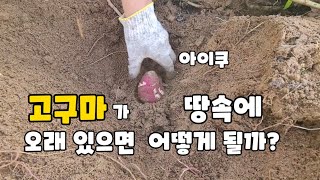 늦게 캔 고구마는 과연 괜찮나?(165일된 고구마 캐기)