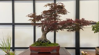 Bonsai Society of Australia Annual Exhibition. Early Spring 2023.