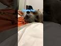 Sleeping dog #youtube