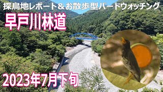 早戸川林道(神奈川県)の探鳥地レポートです　若いオオルリの翼が素敵でした！　2023年7月下旬