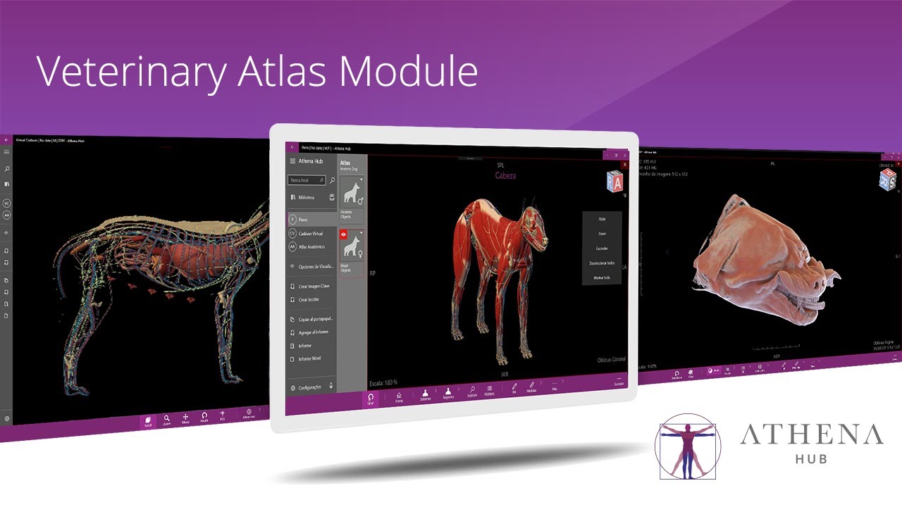 Athena Hub Veterinary Atlas Module Youtube