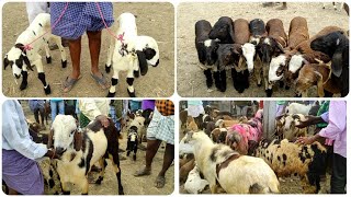 Nallapaadu sheep Market || నల్లపాడు గొర్రెలు సంత #Nallapaadumarket