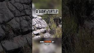 Giant Ice Age Turtle Art Discovered in Colombia!