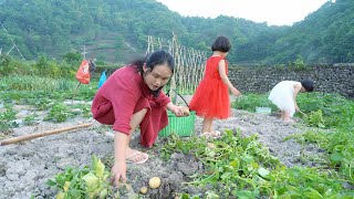 A bumper potatoes, dug to make potato chips, simple and delicious#StayHome and cook #WithMe