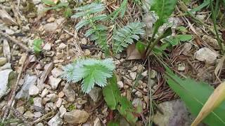 Das Gänsefingerkraut mit einer Geschichte dazu für die kleine Waldfee ;) 🌿 Einfach Bianca