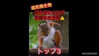 【超危険生物】見た目によらず危険な生き物達！トップ3‼︎