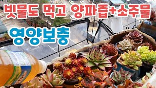 비맞은 다육이들 예뻐요 비가 아쉽게 와서 따로 양파즙 +소주물 주기 Succulents 多肉植物 다육이 키우기