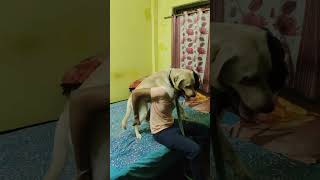 Bobo দাদার পিঠে উঠেছে 🐶🐶😀 এমন মজার মজার ভিডিও দেখতে সবাই আমার চ্যানেল টিকে subscribe করে দিবেন