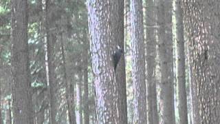 Roepende Zwarte Spechten, Black Woodpecker calling