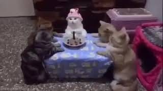 gato celebrando un cumpleaños