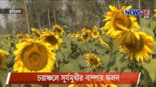 কুড়িগ্রামের চরাঞ্চলে বাড়ছে সূর্যমূখীর চাষ 13Feb.21