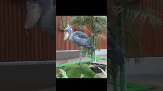 飛んで丘に上がるよ🌺ハシビロコウふたば🌱going to the hill★shoebill Futaba★ #shorts