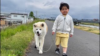 秋田犬パティ　お散歩で出会った可愛いお友達👦❤️が、優しくて可愛くて🥰