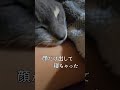 布団で一緒に寝ちゃう子猫 shorts cat kitten