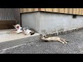 cat was scolded for playing with tail しっぽで遊んで怒られる猫