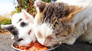 焼かつおとちゅ～るとシーバとカルカンと水分補給健康缶をお腹いっぱい幸せそうに食べるさくらねこたちがカワイイ