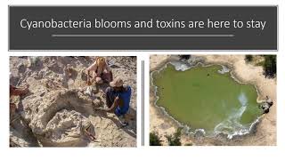 Cyanobacteria Monitoring and Control Webinar