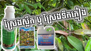 ស្រែងស្លឹក ឬ ស្រែងទឹកភ្លៀង លើដំណាំទុរេន