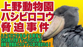 上野動物園ハシビロコウ脅迫事件