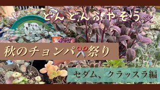 【多肉植物】#58秋のチョンパ祭り⭐︎セダム、クラッスラ編