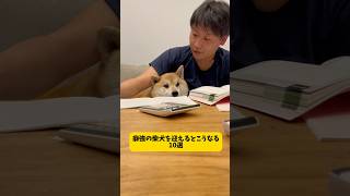 癖強の元豆柴を迎えるとこうなる#shorts #shortvideo #柴犬#おもしろ #youtubeshorts