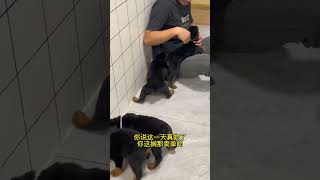 这一天…… #罗威纳护卫犬 #狗狗 #拉登与阿亮的日常生活