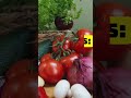 top 4 surpreendentes curiosidades sobre verduras explore o fascinante reino vegetal 18