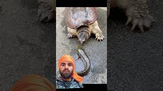 #turtle #animals #funny #memes #cute #youtube #viralvideo #new #ytshorts #video