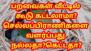 பறவைகள் வீட்டில் கூடு கட்டலாமா?செல்லப்பிராணிகள் வளர்த்தால் நல்லதா?கெட்டதா?