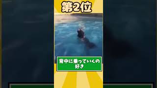 可愛すぎるイッヌ映像見て癒されたら寝ろｗｗｗ #2ch動物スレ #2ch #動物 #犬