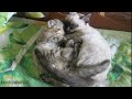 Усыпляющая музыка для кошек котов и котят с мурчанием Расслабляющая кошачья музыка колыбельная