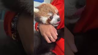 It's great to have a red panda brand warm baby in winter. Red panda warm baby