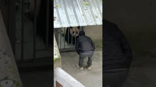 墩墩奶爸去给渝爱打招呼，结果被渝爱回应了😅【Panda：♀渝爱Yu Ai】重庆动物园#大熊猫 #cute #panda #shorts cr：壹仔King