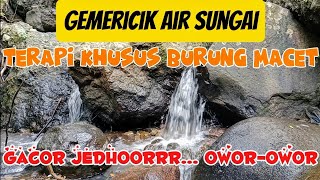 Terapi alami suara gemericik air sungai yang mengalir untuk burung macet bunyi