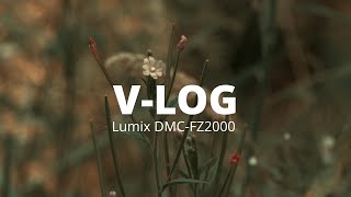 Panasonic V-LOG L / Lumix DMC-FZ2000 / FZ2500 / FZH1 / Forest / Wald / 4K