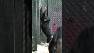 Adorable Baby Chimp Goes Wild Banging On The Door! #shorts