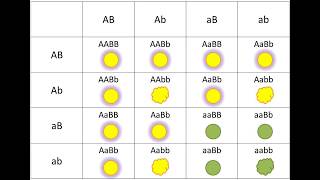 DSE Bio雙基因雜交與獨立分配定律 Dihybrid cross and Law of independent assortment