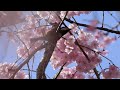 8k cherry blossoms in kyoto 2023 4 1 .