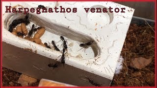 Переселение Harpegnathos venator. Новый формикарий!