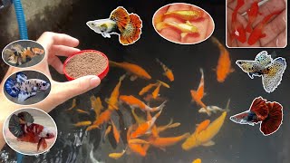 Cá betta đã sinh sản, lên ngoại xem lại hồ cá chép và lần đầu cá guppy được ăn khi về nhà / Bảo pet