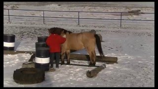 馬とのグランドワーク