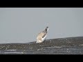 sanderling calidris alba foraging